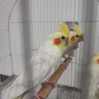 تعدادی عروس هلندی|پرنده|یزد, |دیوار