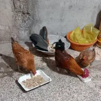 چنتا مرغ فروشی قیمت مناسب|حیوانات مزرعه|مسجد سلیمان, |دیوار