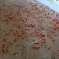 ماهی قرمز|ماهی|یزد, |دیوار