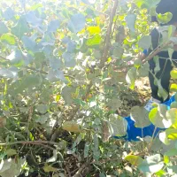 نهال های پربار با تنوع بالا با شهر نهال