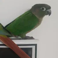 طوطی گیرینچیک نر سخنگو