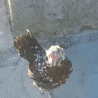 مرغ گلین چهل تاج