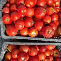 گوجه فرنگی درج یک برای رب