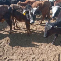 ۳۰راس گوساله نرگیلک  گیلدورگ حدود۱۰۵کیو