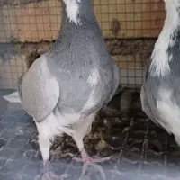 بدرنگ و غلاق|پرنده|اصفهان, گلستان|دیوار