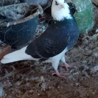 کبوتر|پرنده|بندرعباس, |دیوار