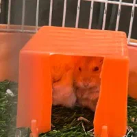 همستر به تعداد|موش و خرگوش|اندیشه, اندیشه فاز ۱|دیوار