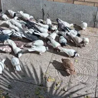 کبوتر نقشی شهرضا|پرنده|شهرضا, |دیوار