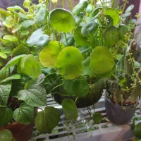 گیاه هیدروکوتیل / پول سکه ای / گیاه شانس