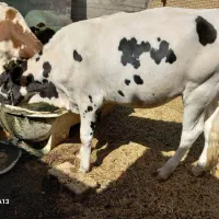 یزع گوساله ماده|حیوانات مزرعه|بندر ماهشهر, |دیوار