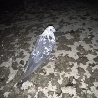 کبوتر|پرنده|خاوران, |دیوار