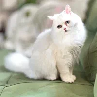 گربه بریتیش