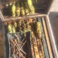 عسل|خوردنی و آشامیدنی|فیروزآباد (فارس), |دیوار