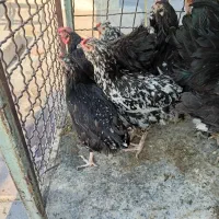 خروس مرغ