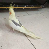 عروس هلندی نرو ماده جفت خورده