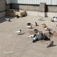 کبوتر   کفتر همه یکجا