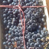 انگور دیمی اصل سردشت