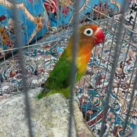 کوتوله ماده|پرنده|مهرستان, |دیوار