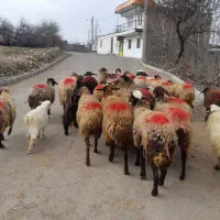 ۲۰راس گوسفندداشتی یکی بره دارمابقی آبستن مایه کردن|حیوانات مزرعه|کنگاور, |دیوار