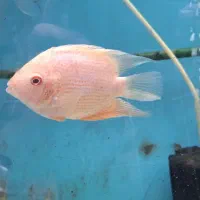 ماهی اسکار ردسورم دالر فوکوس شکاری|ماهی|فلاورجان, |دیوار