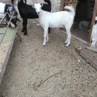 کهره گیسه داشتی آبستن|حیوانات مزرعه|خمیر, |دیوار