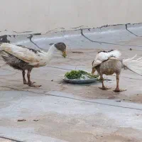 غاز