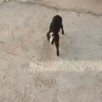 برای شیری نر تازه زایمان کرده