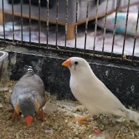 فنچ نر و ماده تخم گذار