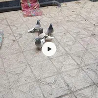 کبوتر باکفتر بهبهونی