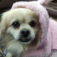 پیکینیز نر جهت کشش