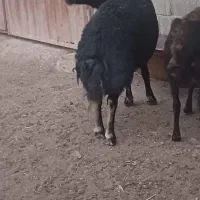 قوچ غزل