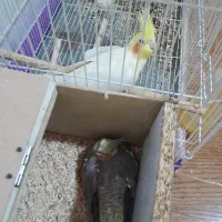 جفت عروس هلندی|پرنده|فیروزه, |دیوار