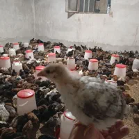 جوجه مرغ تخمگذار محلی