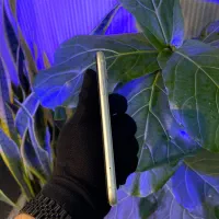 آیفون 11 پک اصلی Zaa|موبایل|رشت, چله خانه|دیوار