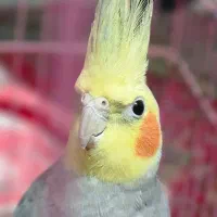 عروس هلندی نر|پرنده|شلمان, |دیوار