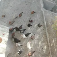 مرغ تخم گذار رنگی