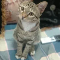 گربه خانگی ملوس ناز واگذارمیشود|گربه|ری, علایین|دیوار