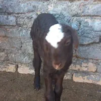 گوسفند با بره نر