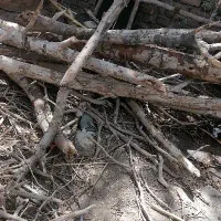 هیزم شومینه برای دور همی