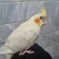 پرنده عروس هلندی