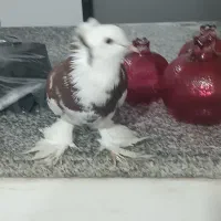 تعدادی کفتر به شرط تخم و جوجه فروش فوری