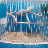 پرنده