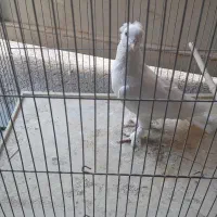 کبوتر سفید تزینی کاکلی بسیار زیبا.