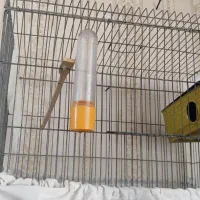 مرغ عشق ماده با قفس و وسایل|پرنده|زاهدان, |دیوار