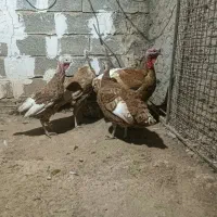 بوقلمون بربون