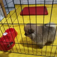 پامرین خرسی