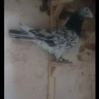 معاوضه سار