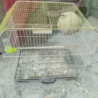 قفس