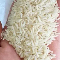 عطر برنج لنجون، لذت یک سفره‌ی گرم خانوادگی
