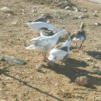 فروش چهار غاز نر